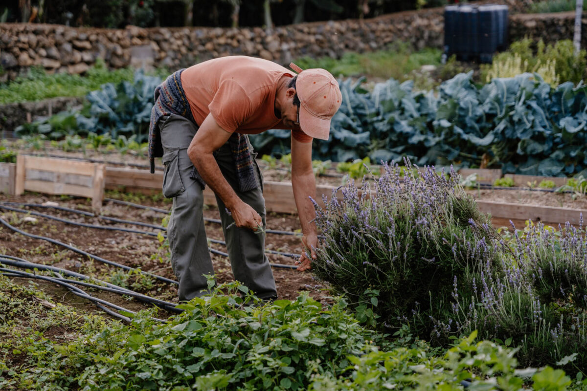 2023-12-04_Finca_Encuentro_Herbs_Workshop+Thai_Curry-DSC07665